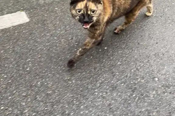 Chat affectueux trouvé à Bordeaux - photo