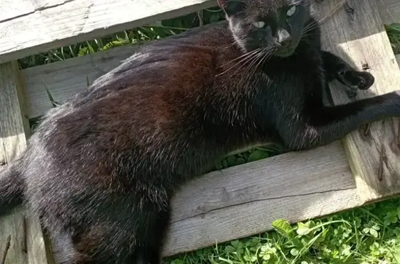 Chatte noire trouvée affamée à Laire - photo