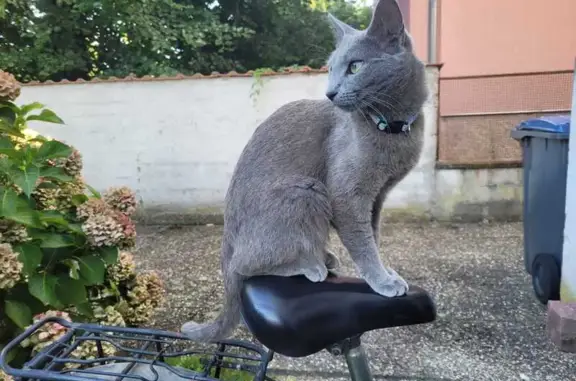 Animaux perdus Strasbourg, photo: Chatte grise Youlie perdue à Strasbourg