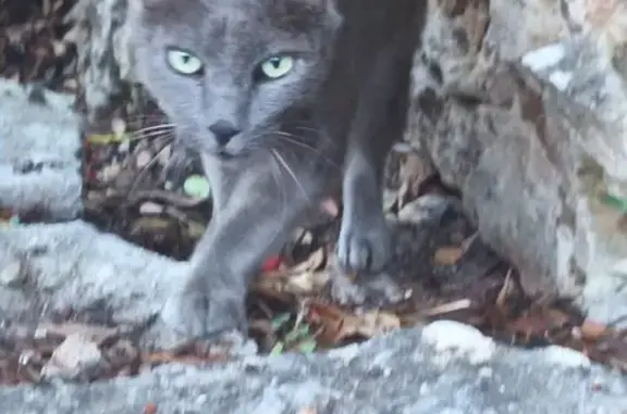 Chat trouvé à Bonifacio, Corse - photo