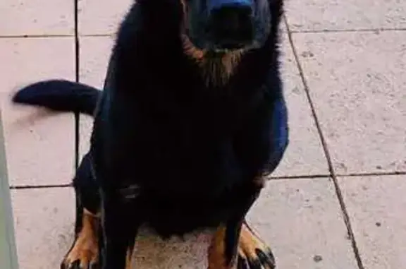 Beauceron noir trouvé à Jonquières-Saint-Vincent - photo