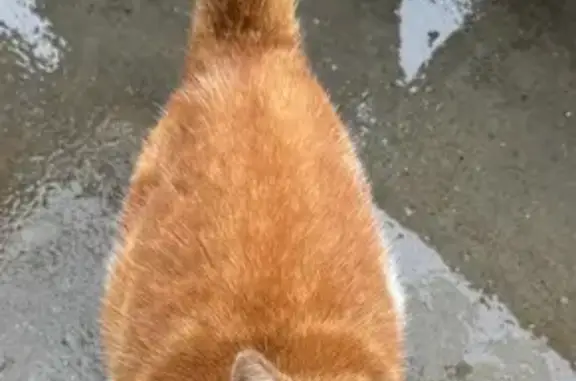 Chat roux et blanc trouvé, Les Herbiers - photo
