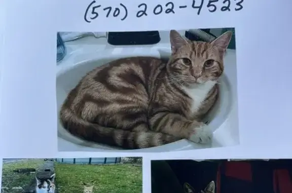 Help Find Our Missing Cats in Arlington!