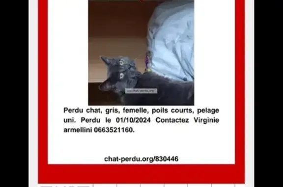 Chatte grise perdue à Alençon - photo