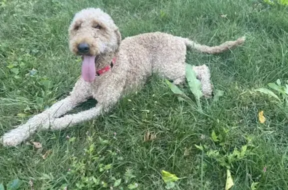 Sweet Lost Golden Doodle Found in Hadley