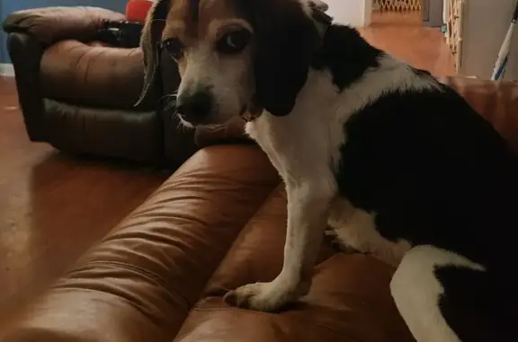 Lost 14-Year-Old Beagle in Duluth Area