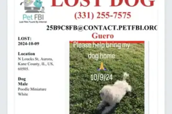 Help Find Guero: Lost White Poodle