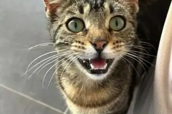 Chatte Péline disparue à Freyming-Merlebach - photo