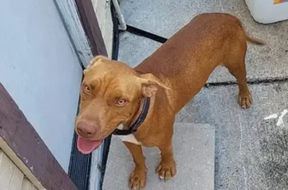 Found Brown Pitbull Near Roosevelt St.