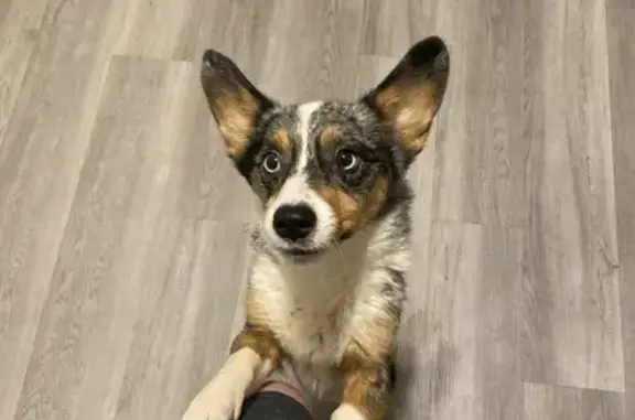 Lost Blue Merle Corgi on Honore St