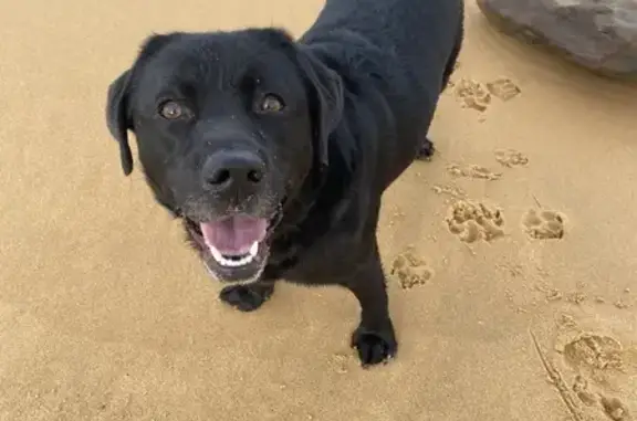 Lost Black Lab: Pepsi on Willoughby Rd