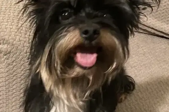 Found: Female Yorkie in Conyers Area