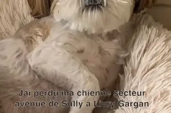 Chienne shih tzu perdue à Livry-Gargan - photo