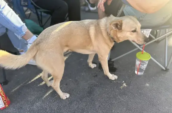 Lost Blonde Dog - Grouse St NW, Minneapolis