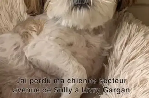 Shih Tzu blanche et rousse perdue à Livry - photo