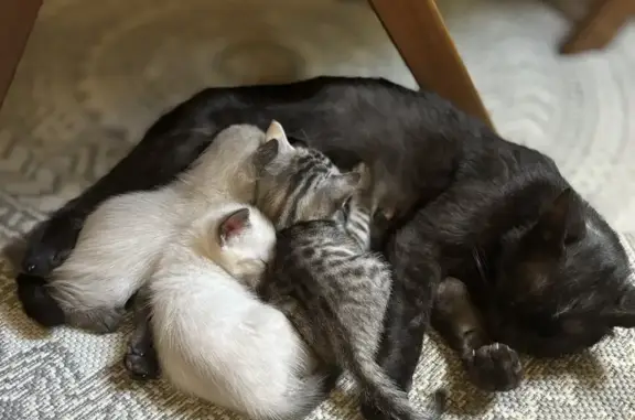 Chatte et ses 3 chatons cherchent foyer urgent - photo