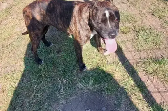 Staffie bringue trouvé à Cambuston - photo