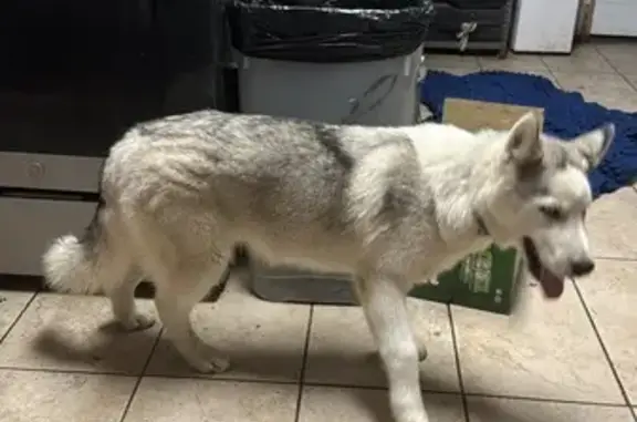 Lost Husky: Zeus, Blue Eyes & Collar