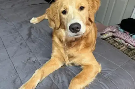 Lost Golden Retriever: Daisy in Fort Pierce