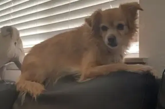 Help Find Jackson: Lost Chihuahua Mix