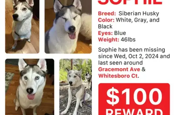 Missing Husky: Blue Eyes, Las Vegas