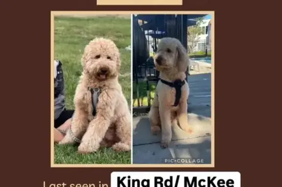 Missing Goldendoodle in San Jose Area