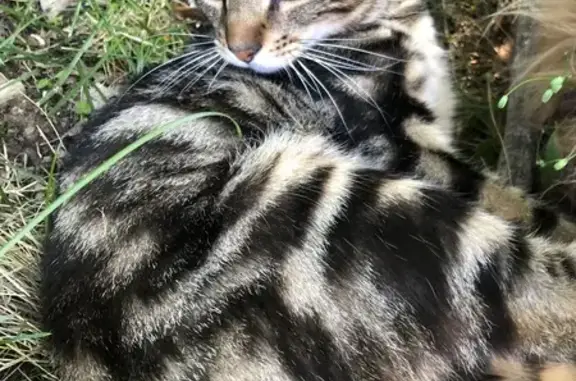 Chat perdu, , photo: Chat tigre perdu à Peyre en Aubrac