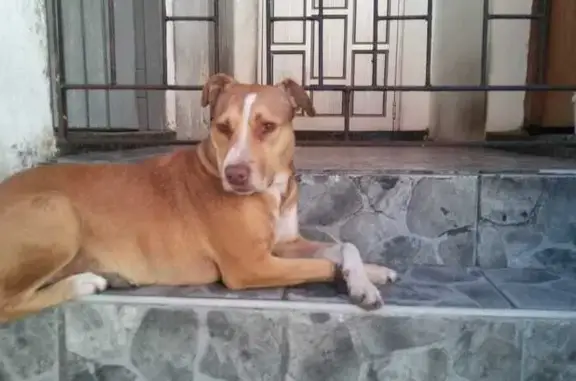 Lost Dog: Light Brown with White Patches