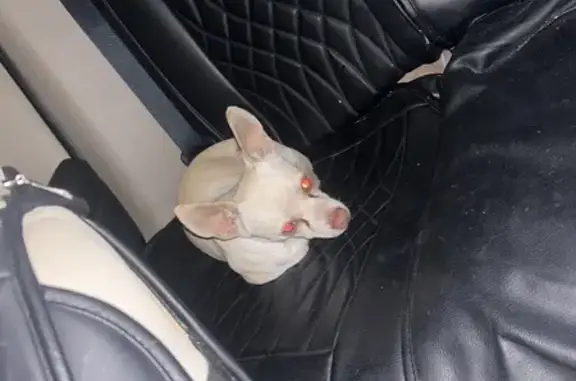 Found Chihuahua: Rustic Pine Drive, BR