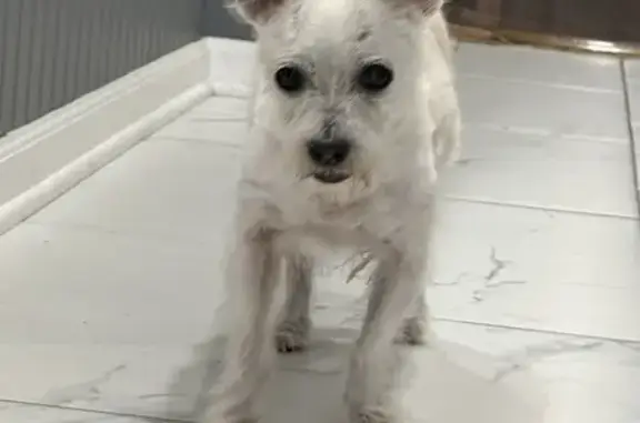 Help Find Lost White Chihuahua Mix!