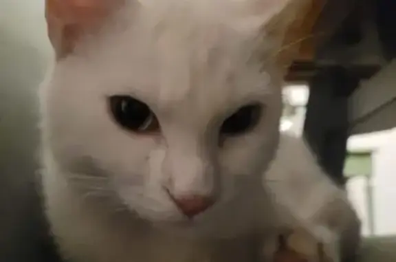 Chat blanc mâle trouvé, non pucé, sociable - photo