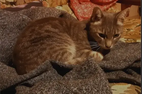 Animaux trouvés Montmeyran, photo: Chat sociable trouvé rue des Cantons