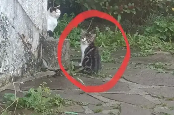 Chaton trouvé à Villedieu-les-Poêles - photo