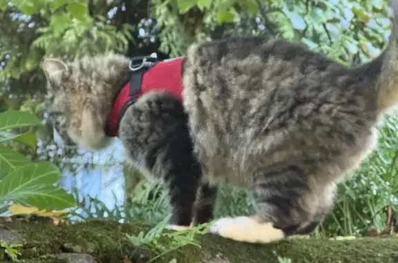 Chat trouvé Impasse Saulnier, Nantes - photo