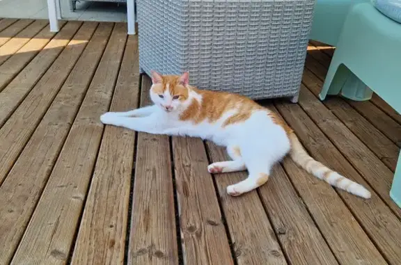 Chat perdu, Réalville, photo: Chat disparu à Réalville : Aidez-nous à le retrouver