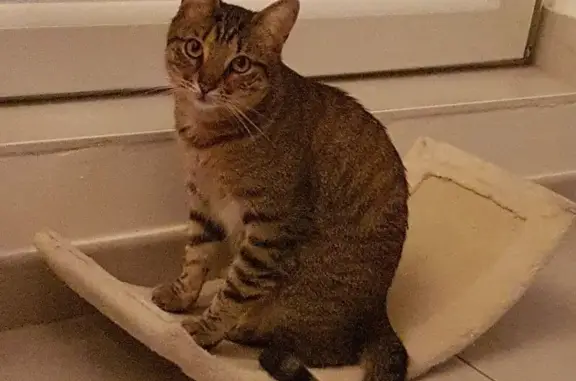 Chat tigré perdu à Barr, très peureux - photo