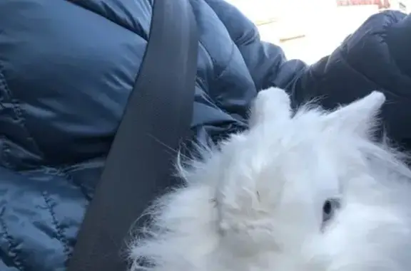 Lapin angora blanc trouvé à Rezé - photo