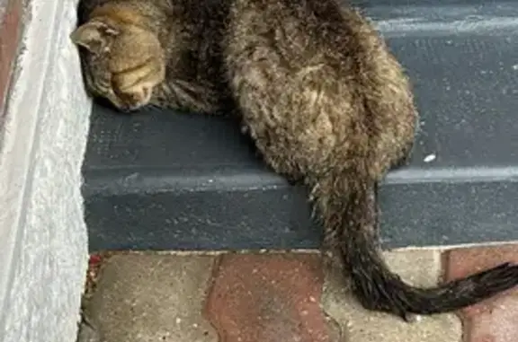 Chat trouvé en détresse à Dechy - photo