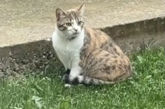 Chatte marron/blanc trouvée avec collier bleu - photo