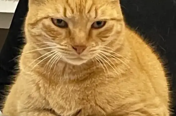 Chat perdu, Saint-Yan, photo: Chat roux tigré perdu à Saint-Yan