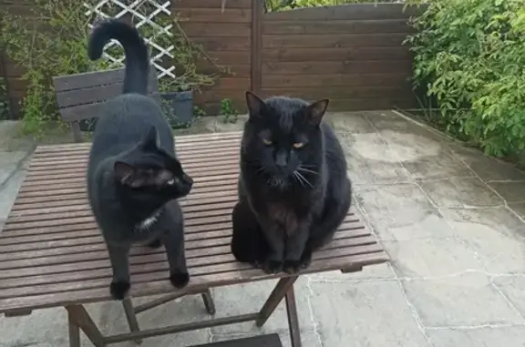 Chatte noire perdue à Turretot - photo