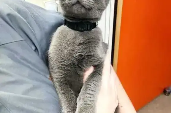 Chat gris trouvé, 8 mois, St-Grégoire - photo