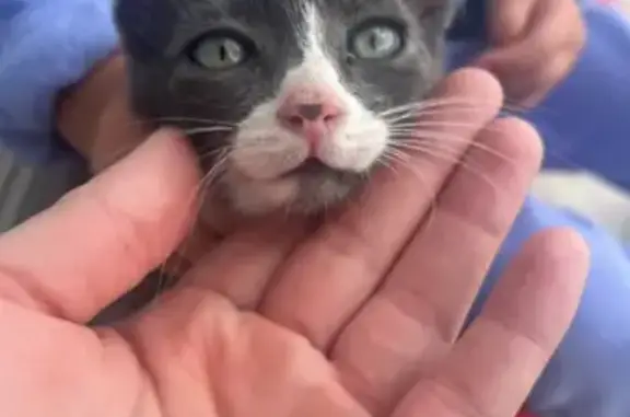Chaton gris-blanc perdu, tâche cœur nez - photo
