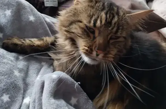 Chat mâle tigré perdu à Évreux - photo