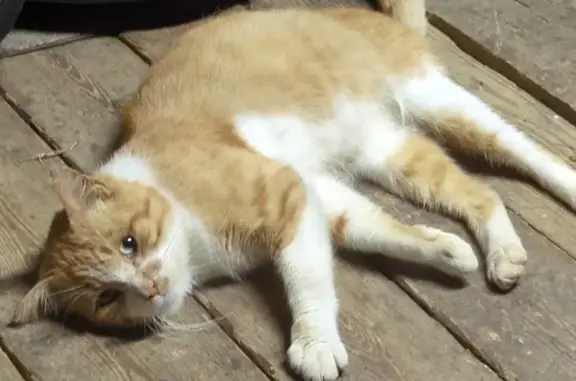Chat trouvé , photo: Chat trouvé, castré et FIV+, à adopter