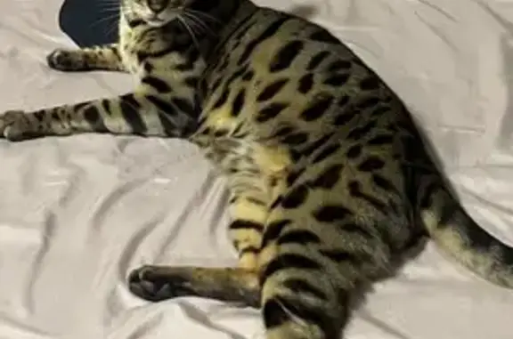Chat Bengal perdu à Toulouges - photo