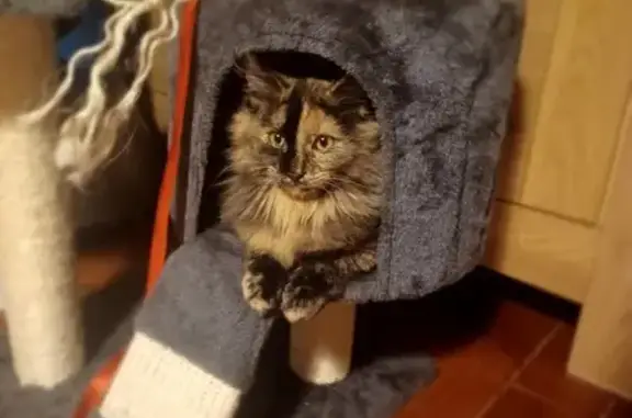 Chat perdu, Condé-sur-l'Escaut, photo: Chatte d'1 an disparue à Condé-sur-l'Escaut