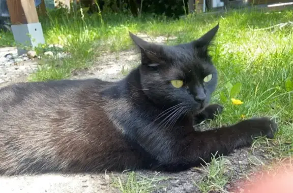 Animaux perdus , photo: Chatte noire disparue à Elvange