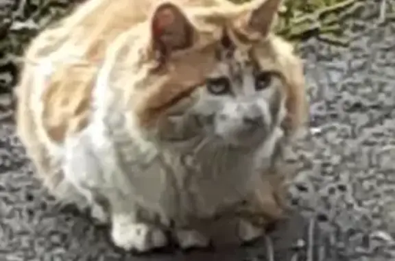 Chat roux et blanc trouvé à Cambrai - photo
