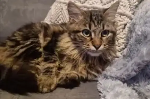 Chat perdu, , photo: Chat tigré à poils longs disparu